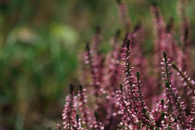 Photo of Heather shrub with beautiful flowers outdoors, closeup. Space for text