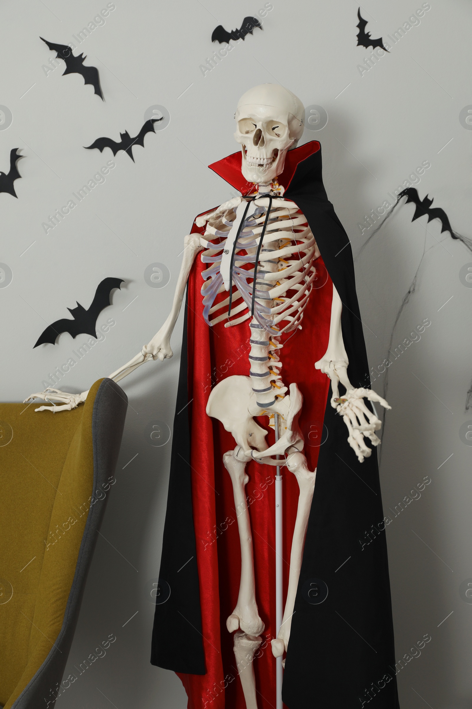 Photo of Skeleton in cloak near armchair and paper bats on light wall indoors. Halloween decor
