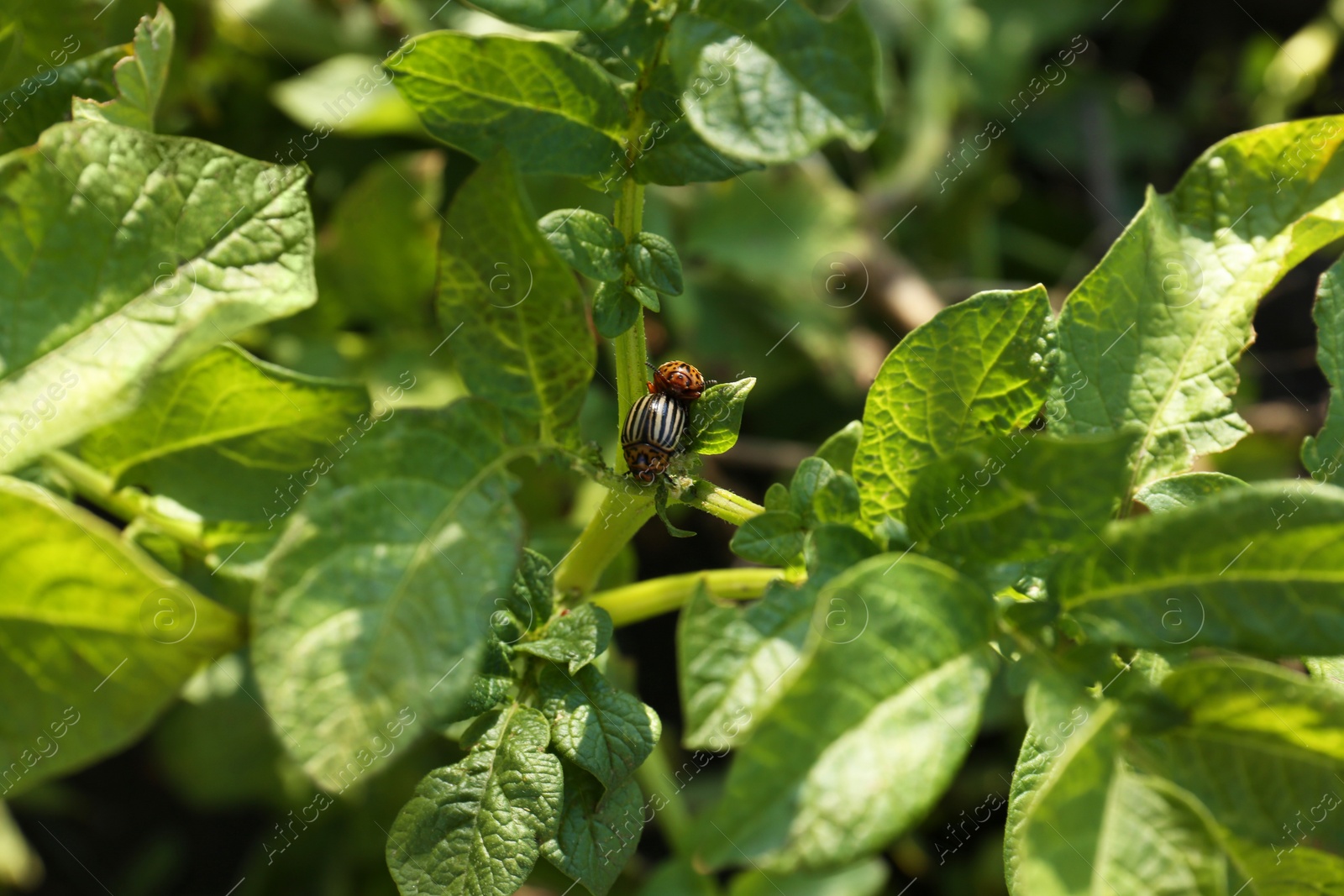 Photo of Colorado potato beetles on green plant outdoors