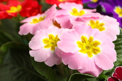 Photo of Beautiful primula (primrose) plant with pink flowers, closeup. Spring blossom