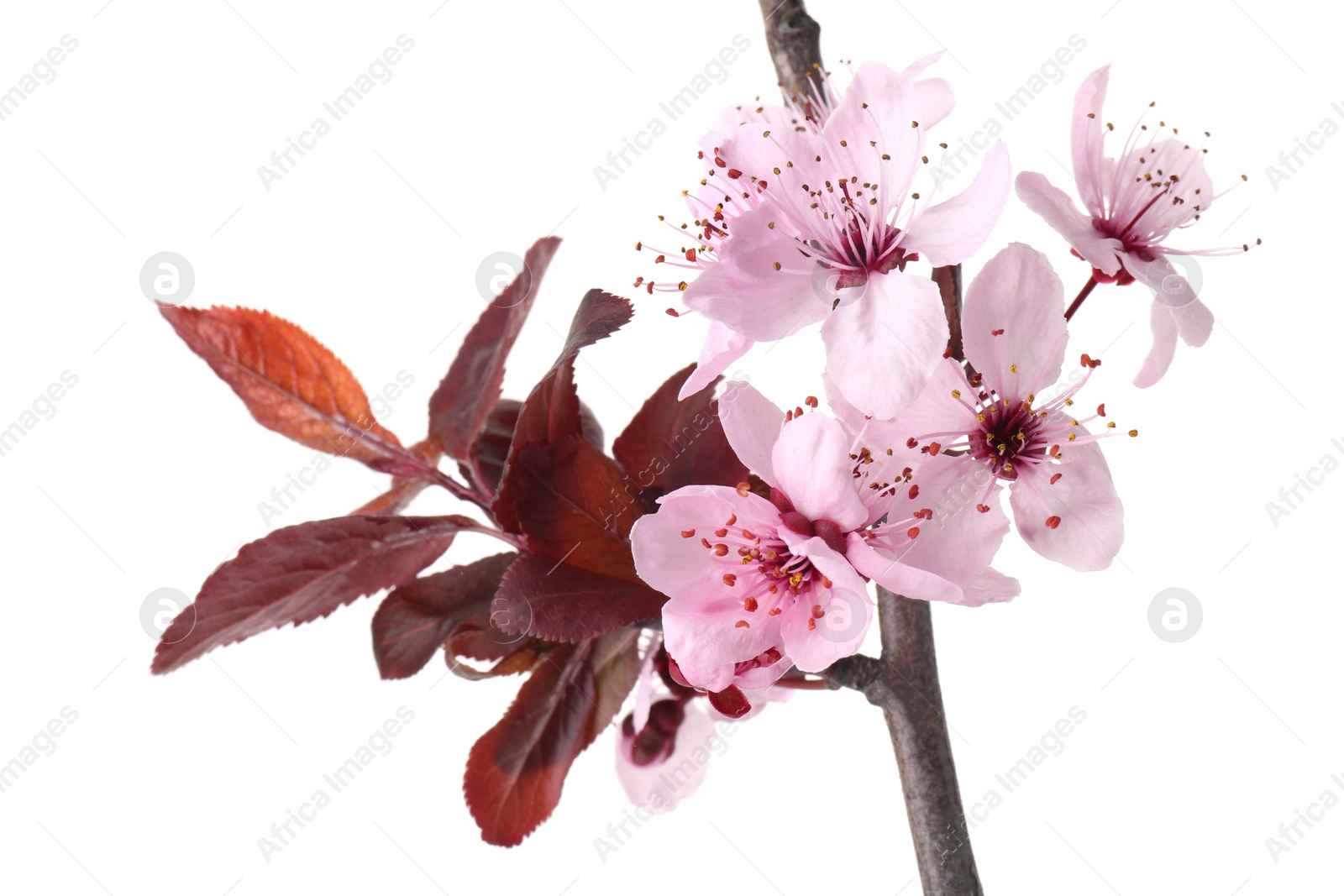 Photo of Spring tree branch with beautiful blossoms isolated on white