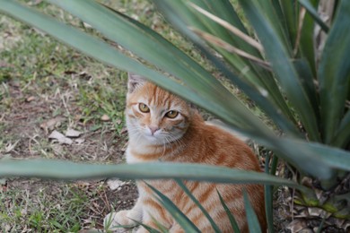 Photo of Lonely stray cat sitting under green plant outdoors. Homeless pet