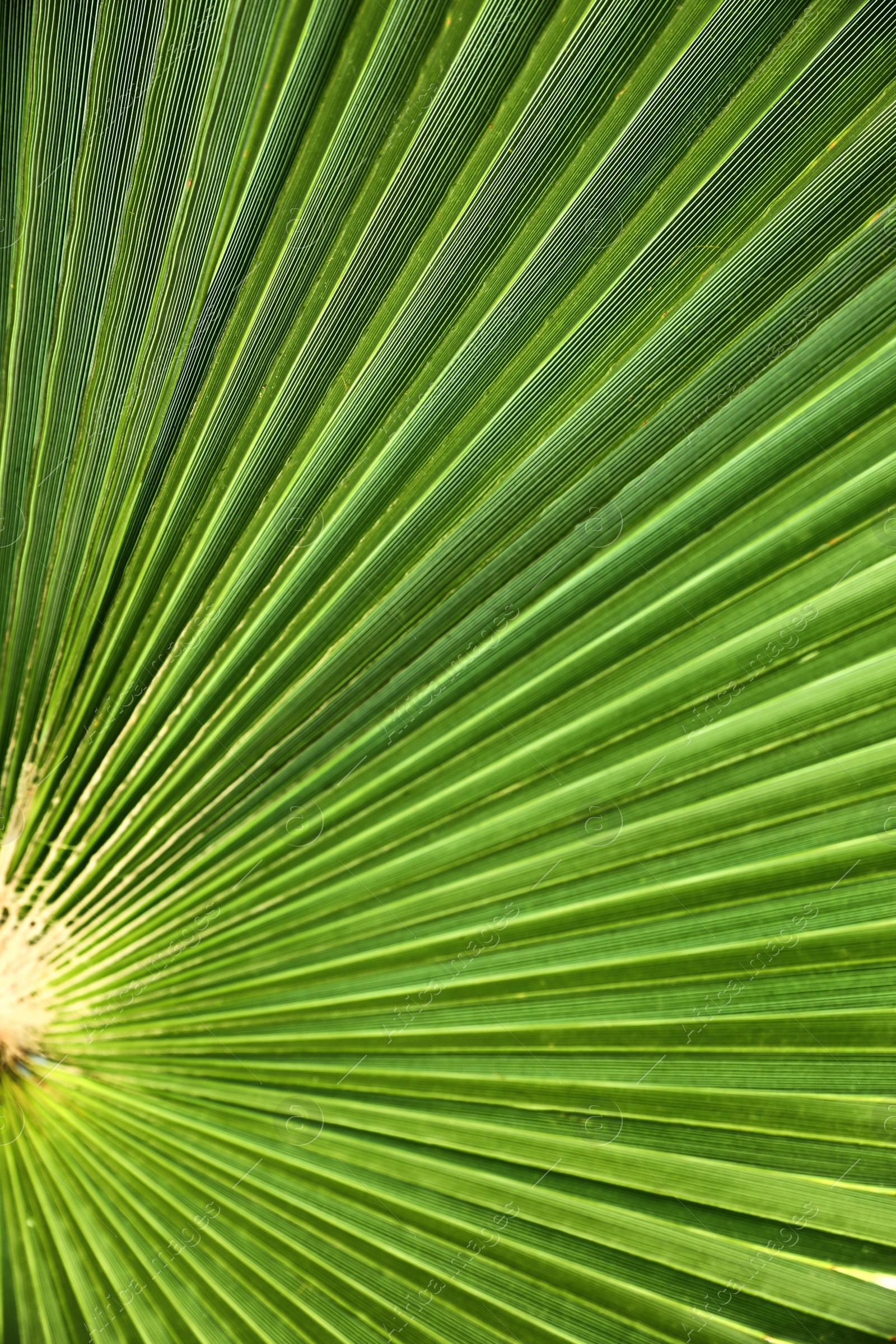 Photo of Closeup view of lush palm leaf as background