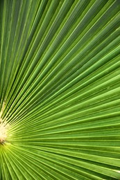 Closeup view of lush palm leaf as background
