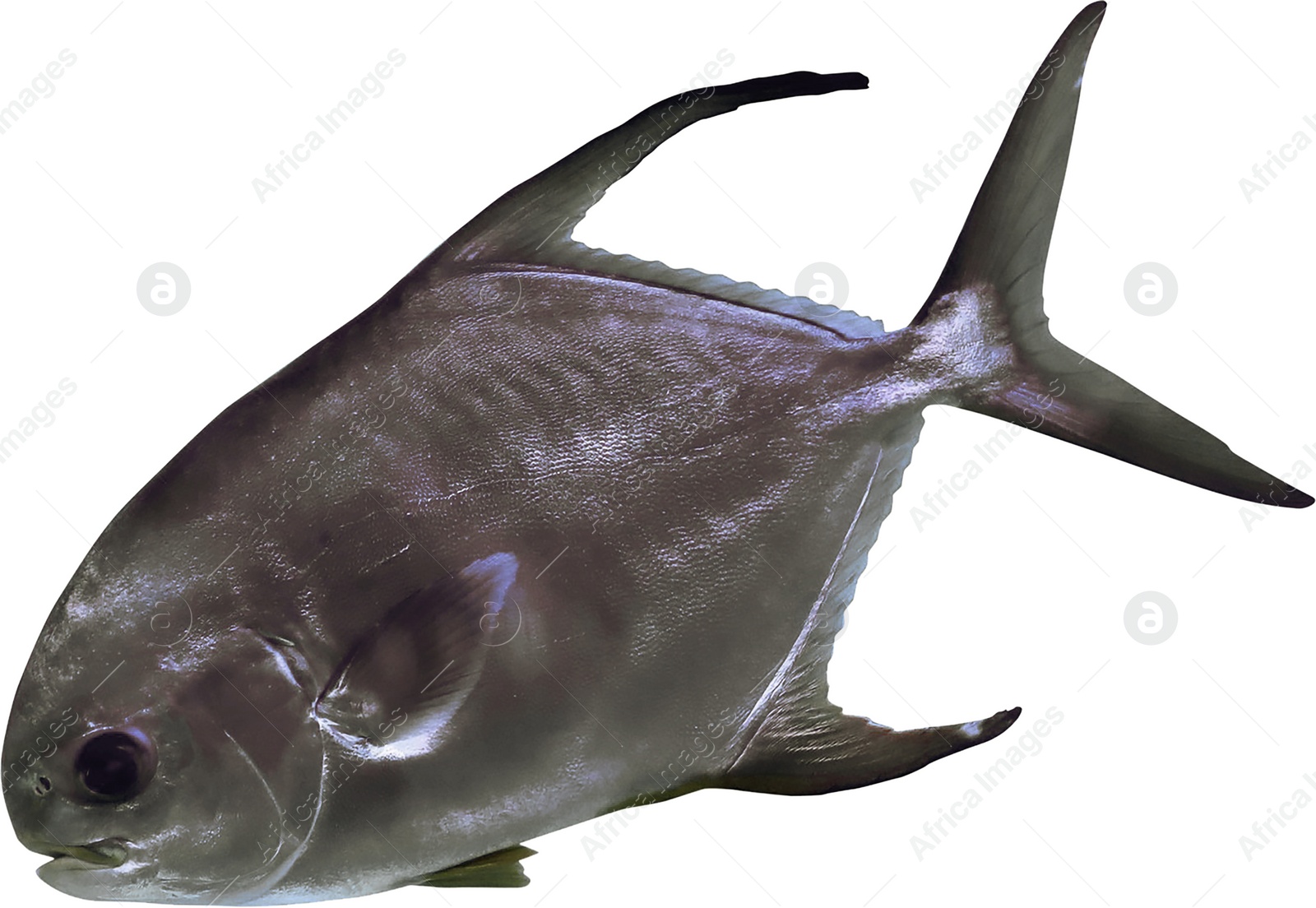 Image of Beautiful tropical palometa fish on white background