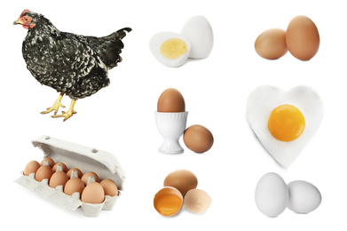 Collage with chicken and eggs on white background
