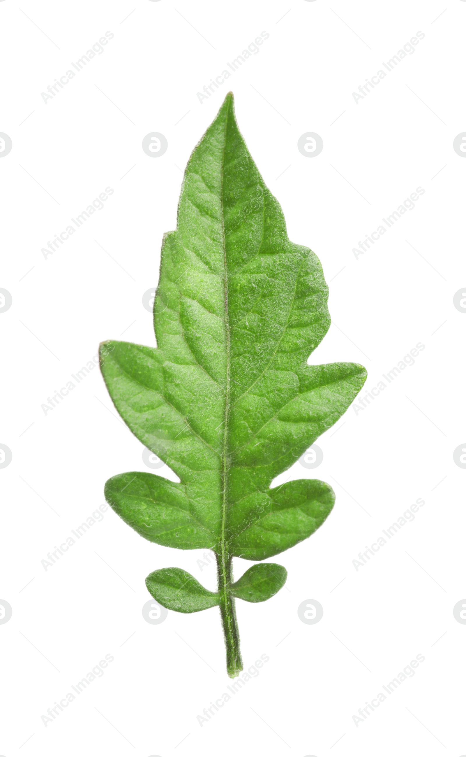 Photo of Green leaf of tomato plant isolated on white