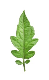 Green leaf of tomato plant isolated on white