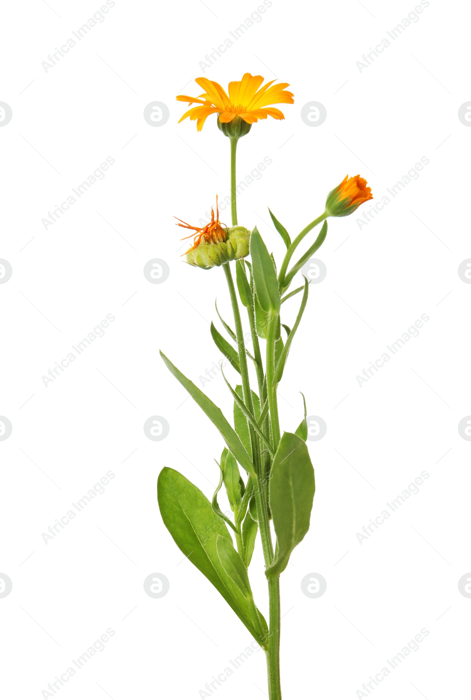 Photo of Beautiful blooming calendula plant isolated on white