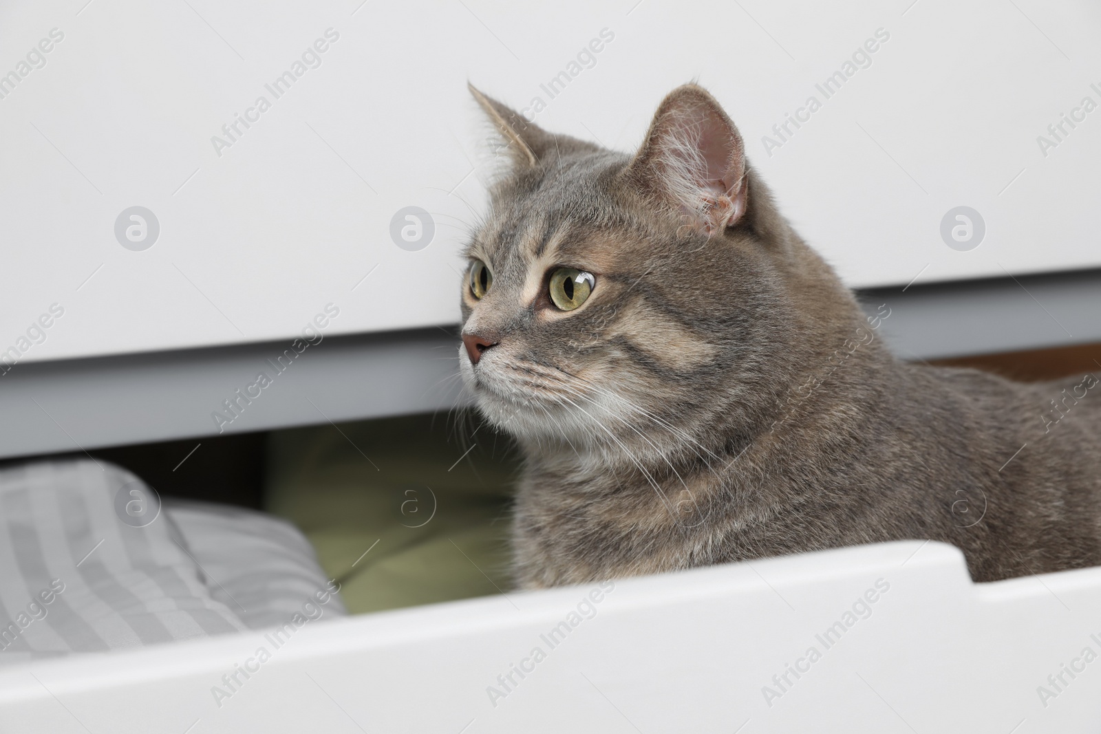 Photo of Beautiful grey tabby cat in drawer of dresser at home. Cute pet