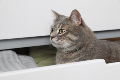 Photo of Beautiful grey tabby cat in drawer of dresser at home. Cute pet