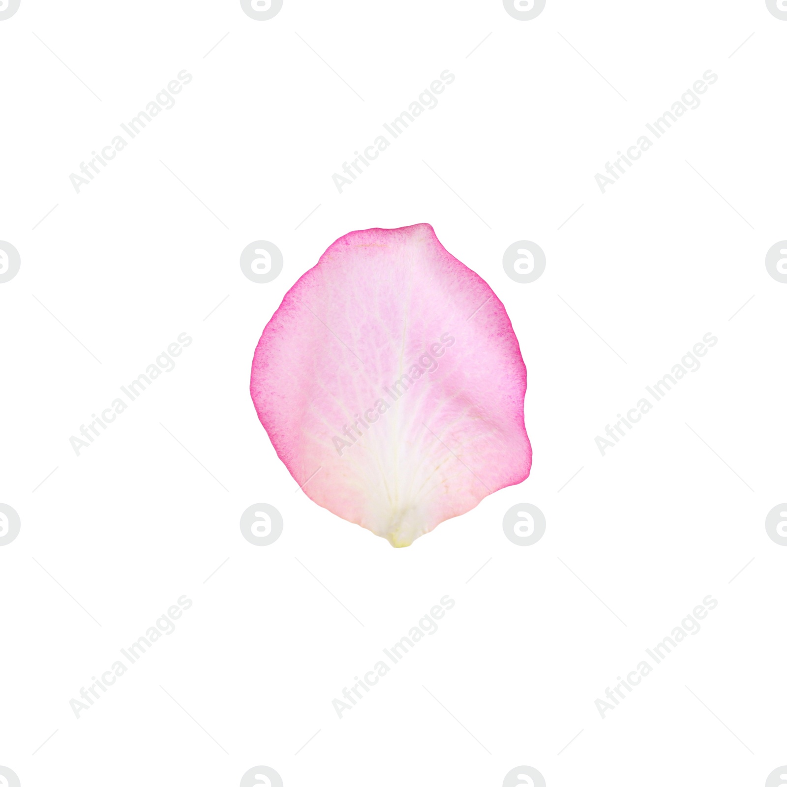 Photo of Tender pink rose petal isolated on white