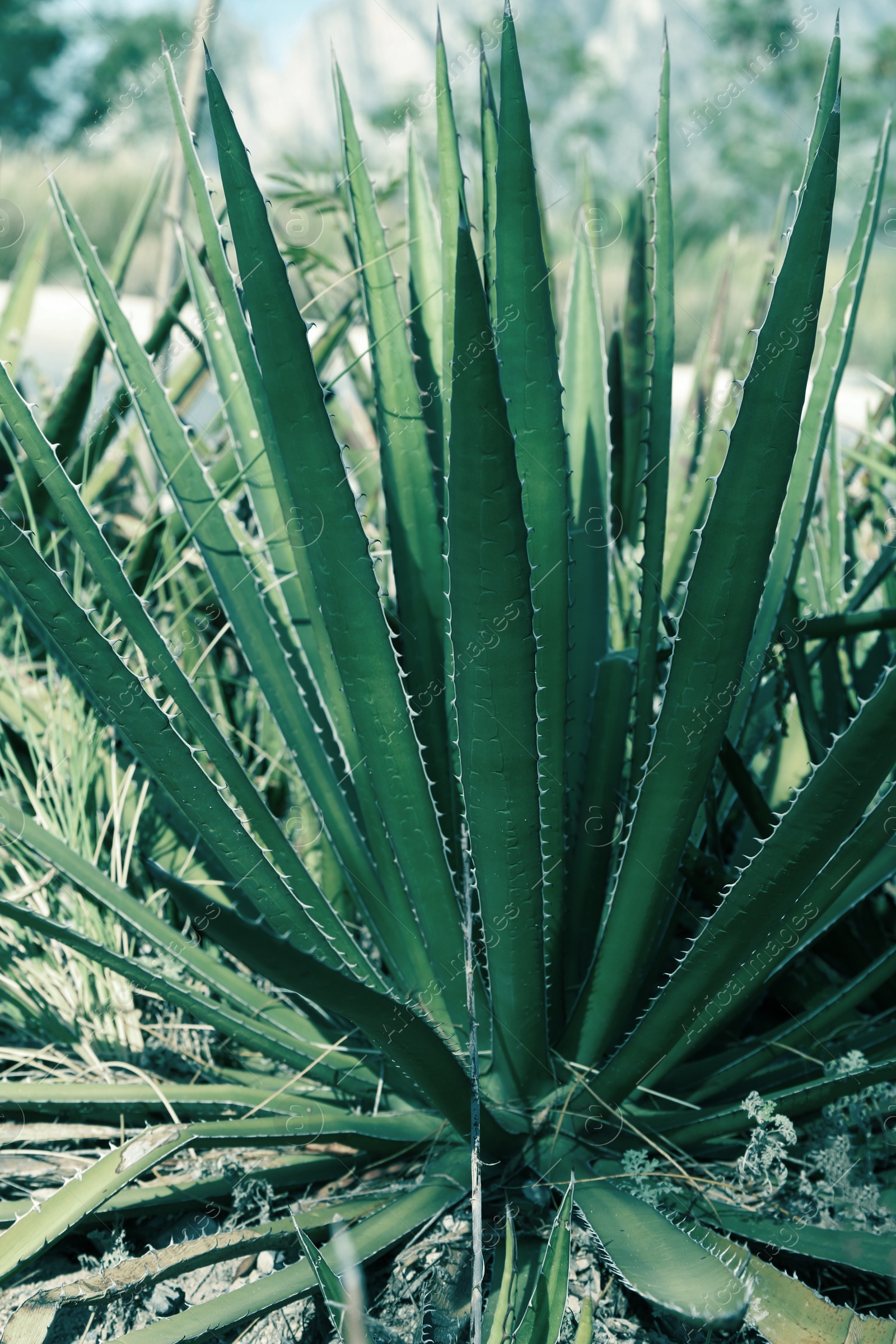 Photo of Beautiful Agave plant growing outdoors on sunny day