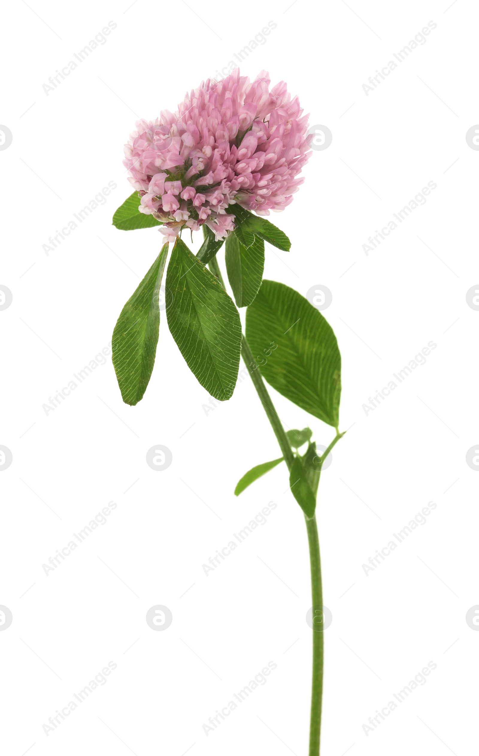 Photo of Beautiful blooming clover plant isolated on white