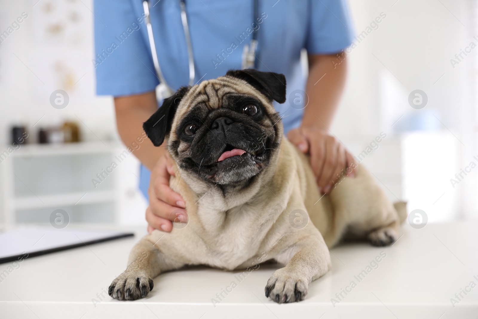 Photo of Veterinarian examining cute pug dog in clinic, closeup. Vaccination day