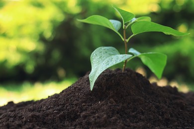 Photo of Beautiful green seedling in soil outdoors, closeup with space for text. Planting tree