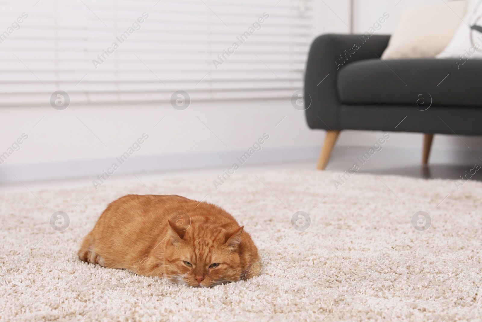 Photo of Cute ginger cat lying on carpet at home, space for text