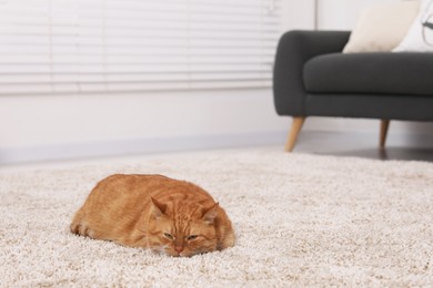 Photo of Cute ginger cat lying on carpet at home, space for text