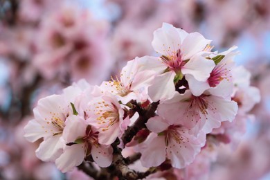 Photo of Delicate spring pink cherry blossoms on tree outdoors, closeup