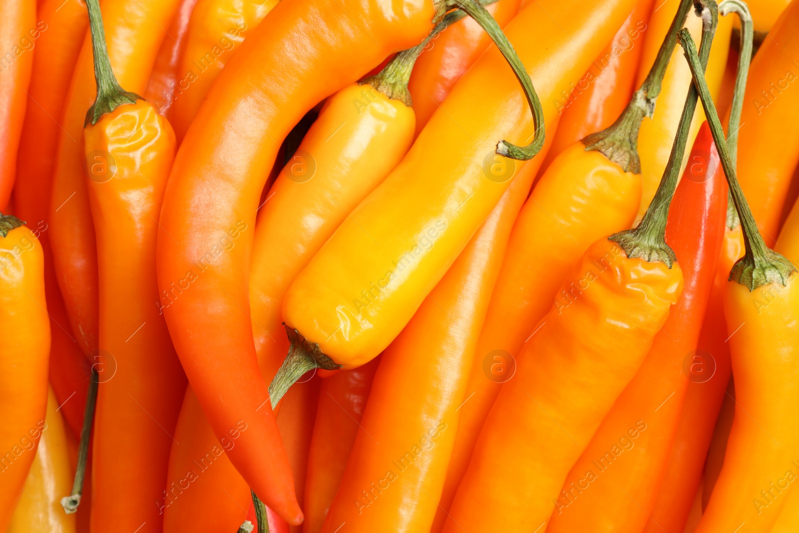 Photo of Ripe yellow chili peppers as background, closeup