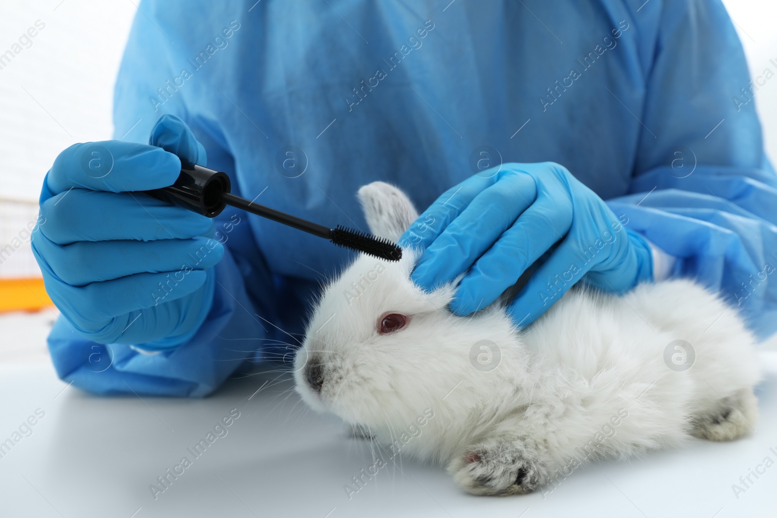 Photo of Scientist with rabbit and mascara brush in chemical laboratory, closeup. Animal testing