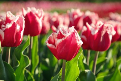 Beautiful pink tulip flowers growing in field on sunny day, closeup