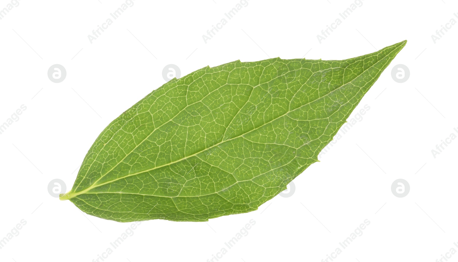 Photo of Fresh green jasmine leaf isolated on white