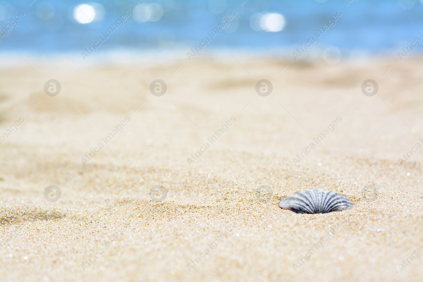 Photo of Beautiful shell on sandy beach, closeup. Space for text