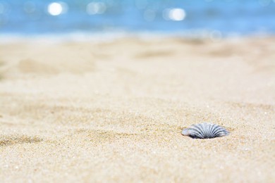 Photo of Beautiful shell on sandy beach, closeup. Space for text