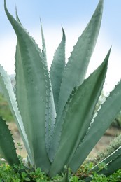 Photo of Beautiful green agave plant growing outdoors, closeup
