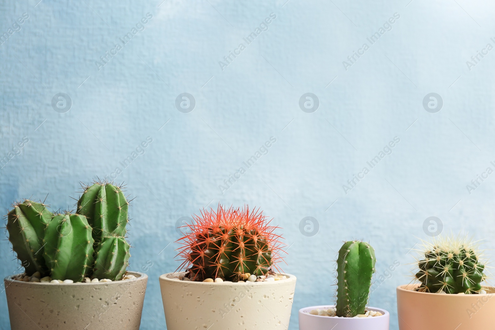 Photo of Beautiful cacti on color background