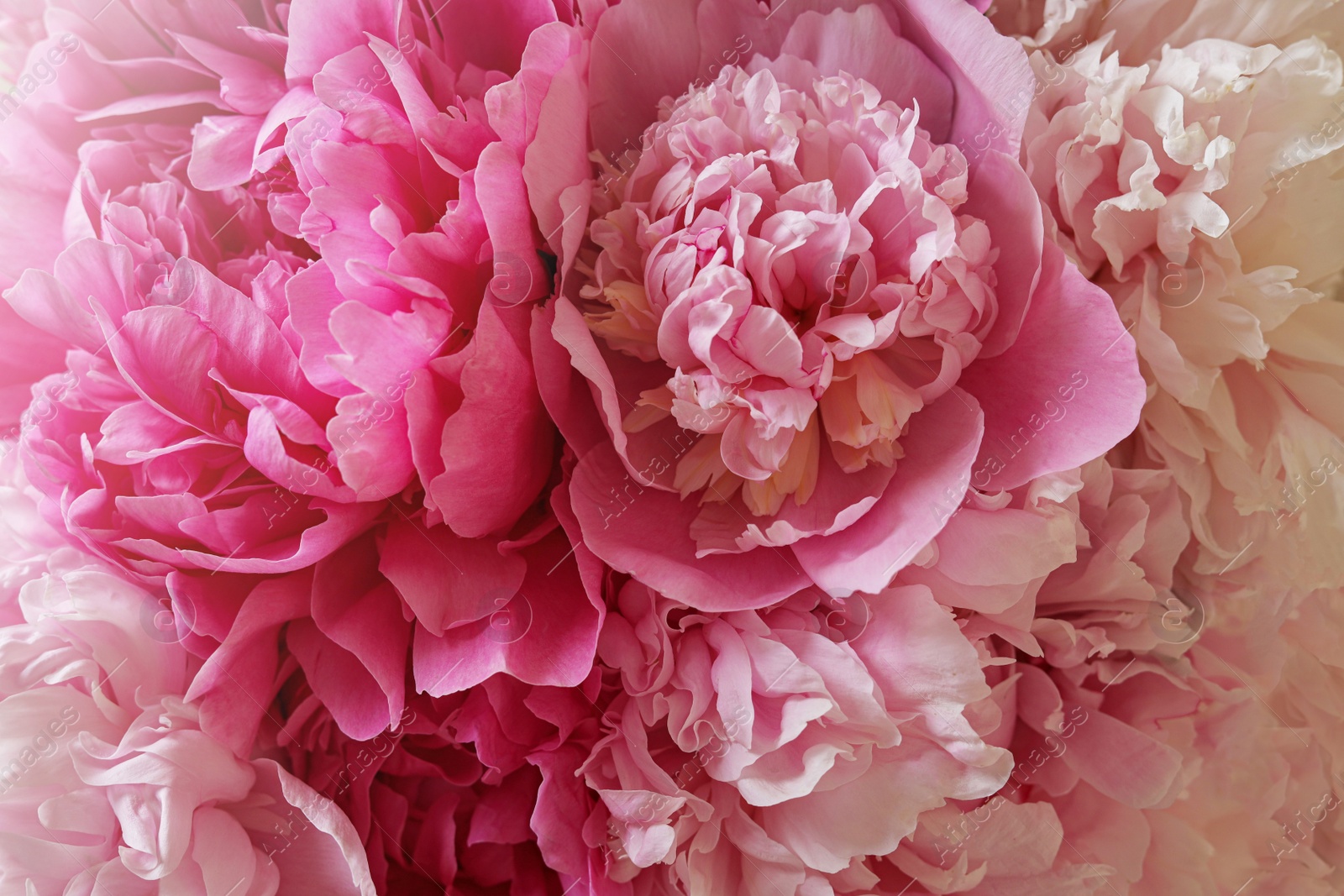 Photo of Closeup view of beautiful pink peony bouquet