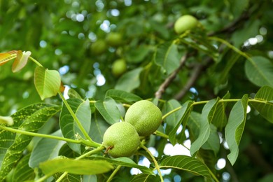 Photo of Green unripe walnuts on tree branch outdoors
