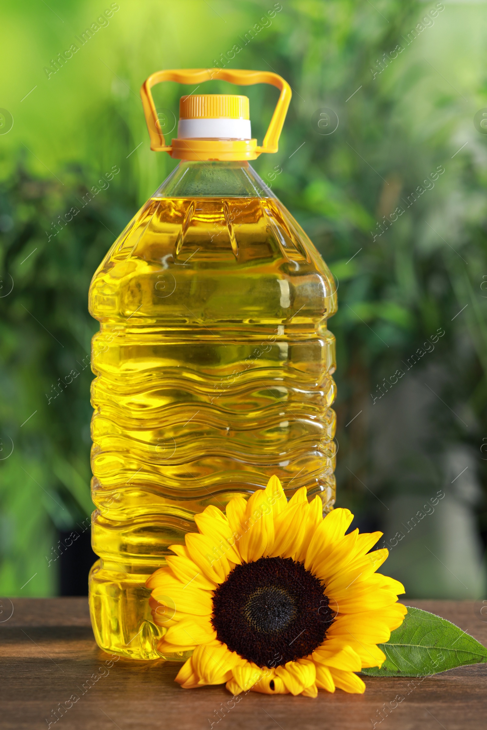 Photo of Bottle of cooking oil and sunflower on wooden table against blurred background