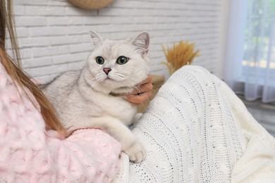 Adorable white British Shorthair cat with his owner at home, closeup. Cute pet