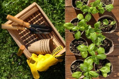 Beautiful seedlings in peat pots on wooden table and crate with gardening tools outdoors, top view