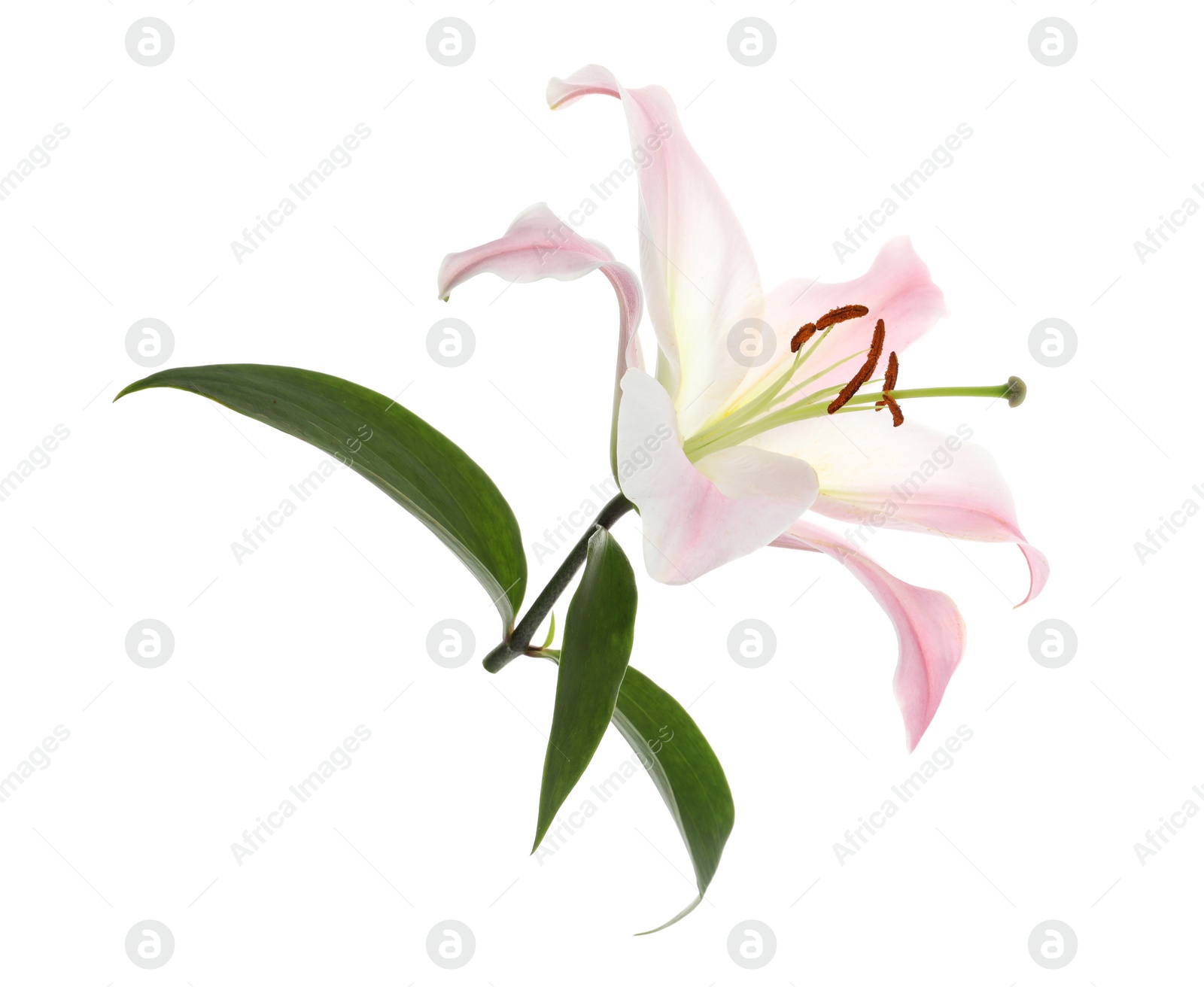 Photo of Beautiful pink lily flower isolated on white