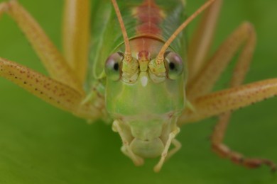 Small green grasshopper. Macro photography of insect