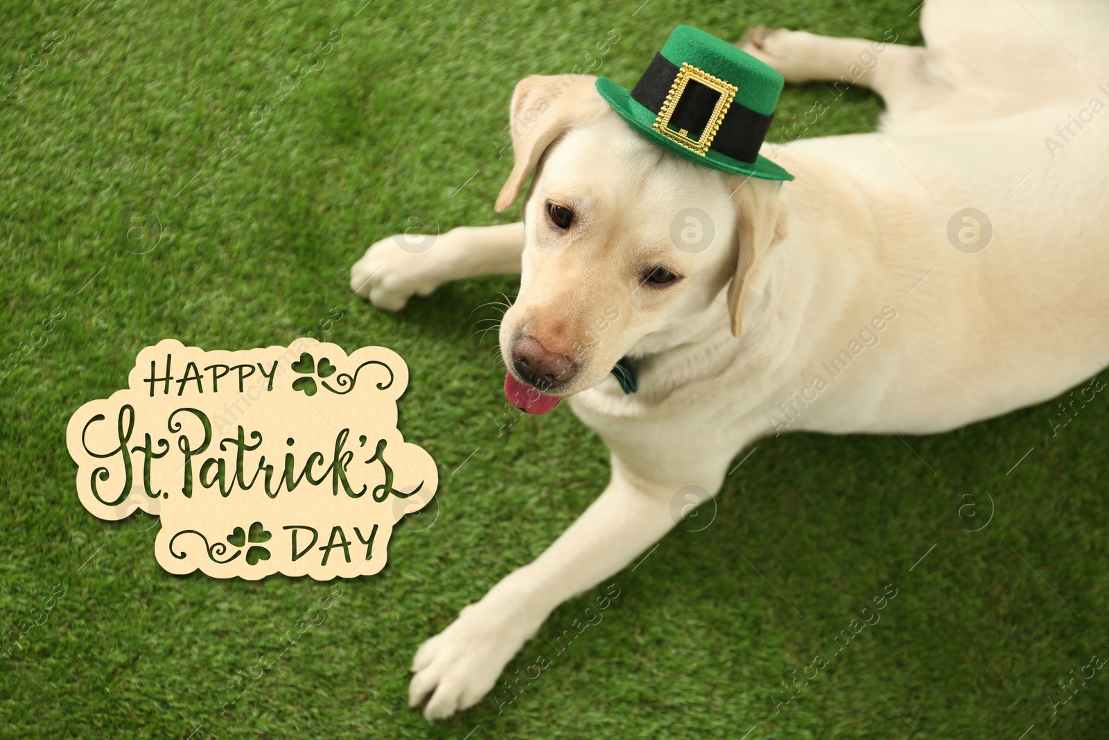 Image of Labrador retriever with leprechaun hat on green grass, above view. St. Patrick's day