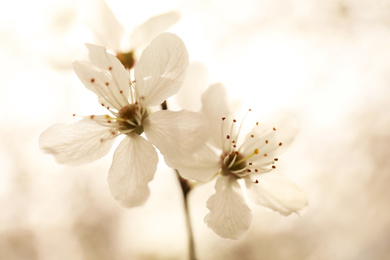 Photo of Closeup view of blossoming tree outdoors on spring day