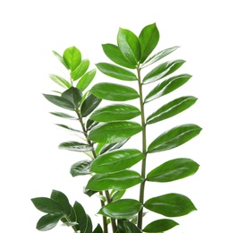 Photo of Tropical Zamioculcas leaves isolated on white