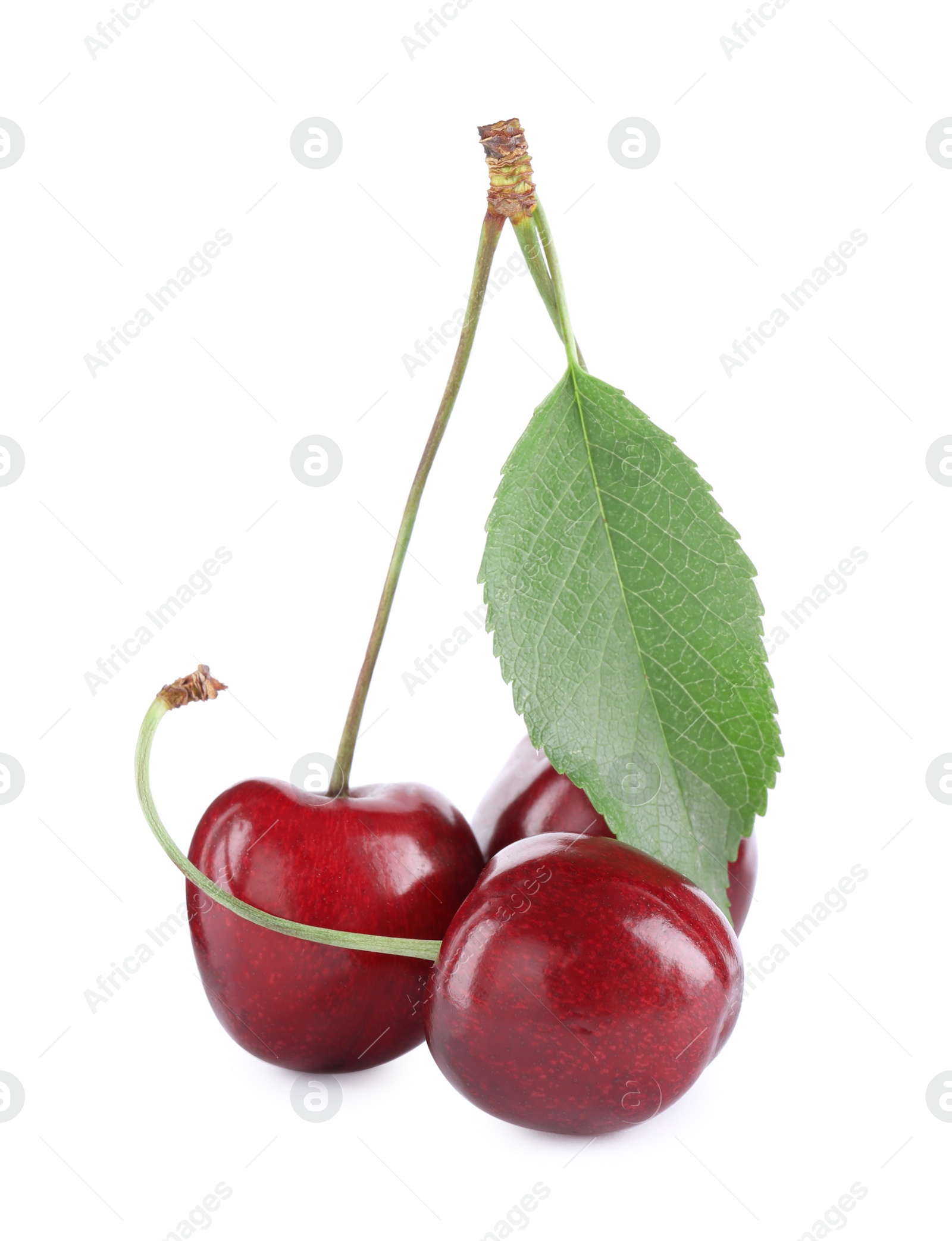 Photo of Fresh ripe sweet cherries with leaf isolated on white