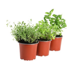 Photo of Different aromatic potted herbs on white background