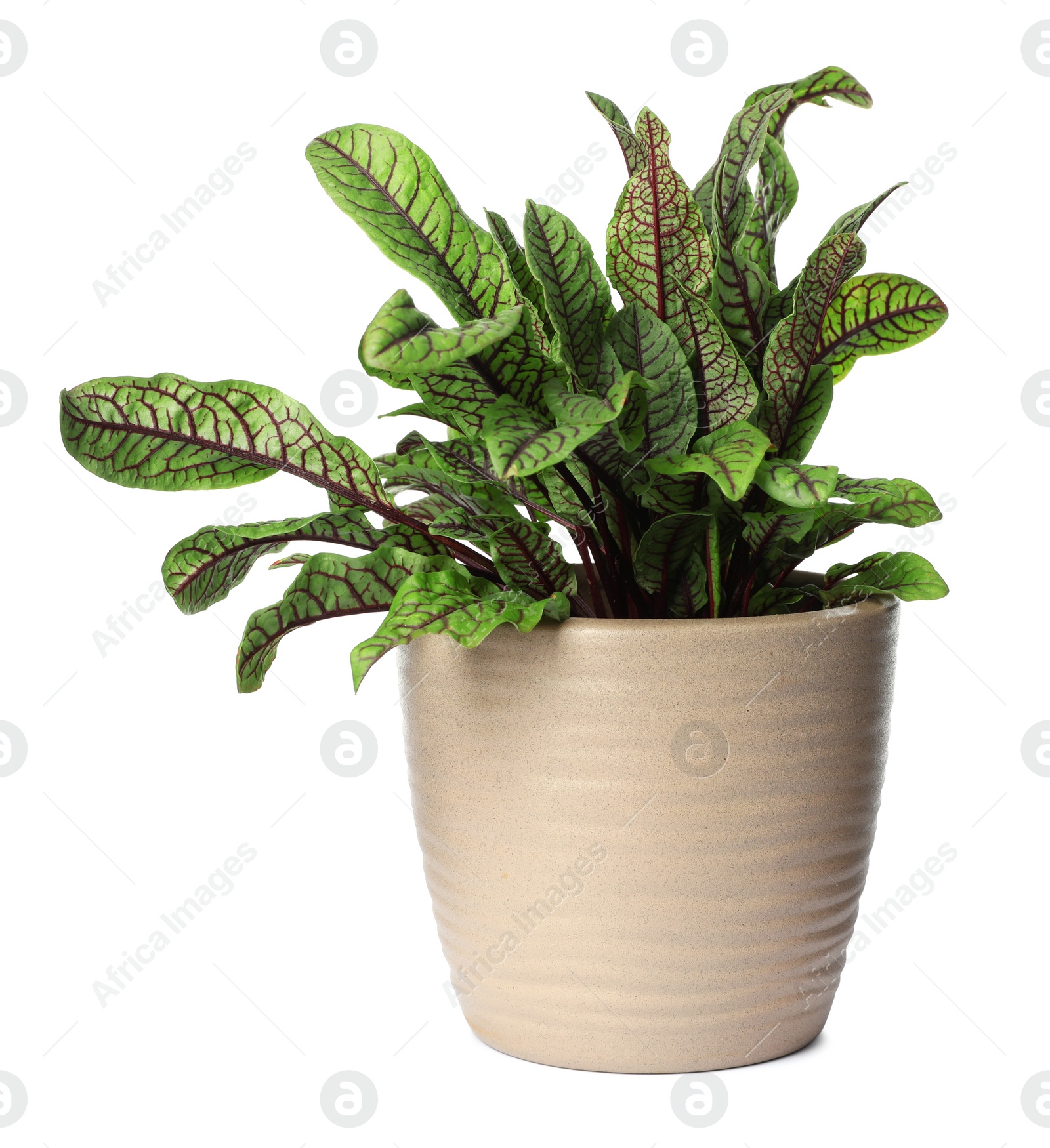 Photo of Sorrel plant in pot isolated on white