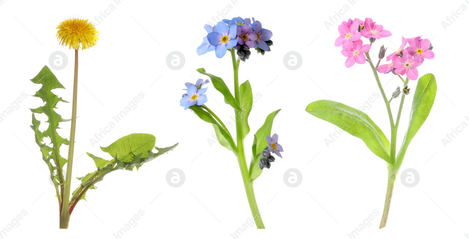 Image of Collection of different beautiful wild flowers on white background. Banner design