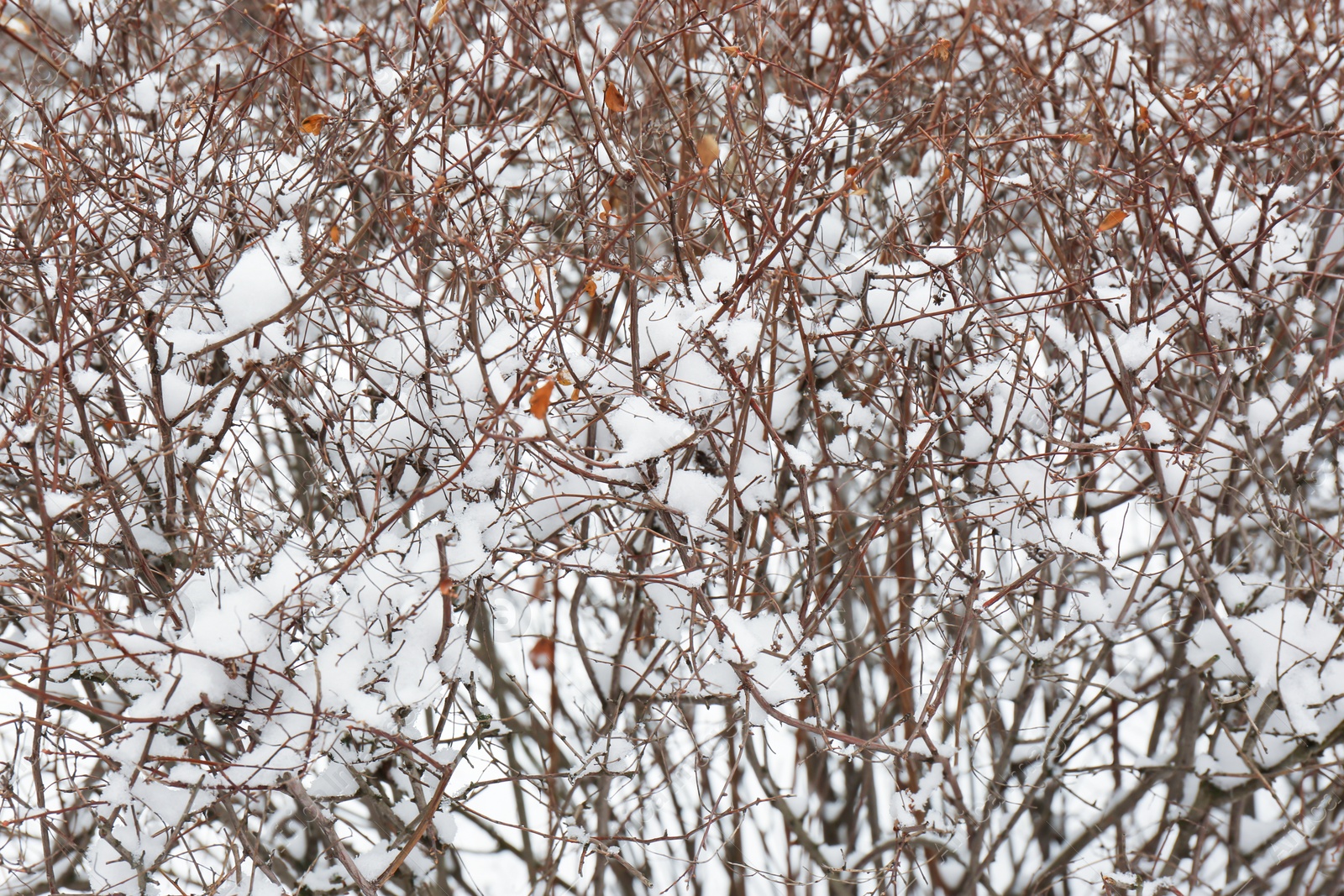 Photo of Bare bush branches covered with snow on cold winter day