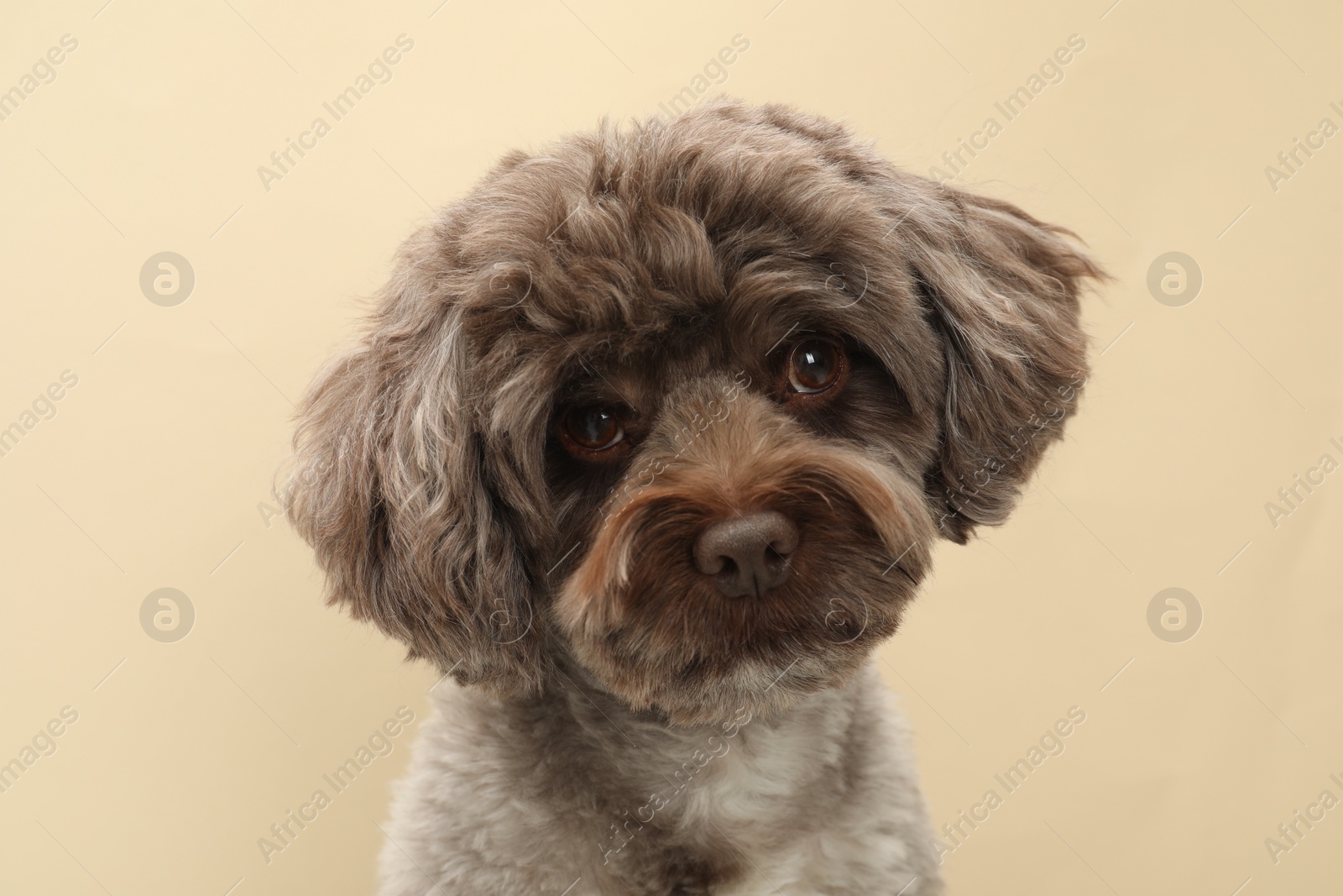 Photo of Cute Maltipoo dog on beige background. Lovely pet