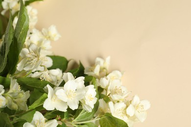 Aromatic jasmine flowers and green leaves on beige background, closeup. Space for text