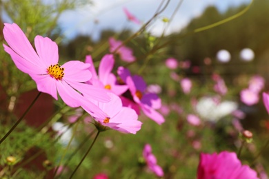 Photo of Green meadow with wild cosmos flowers on summer day, closeup