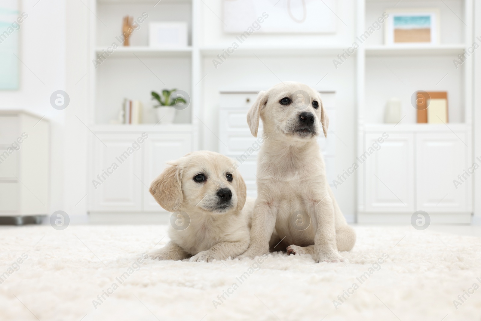 Photo of Cute little puppies on white carpet at home